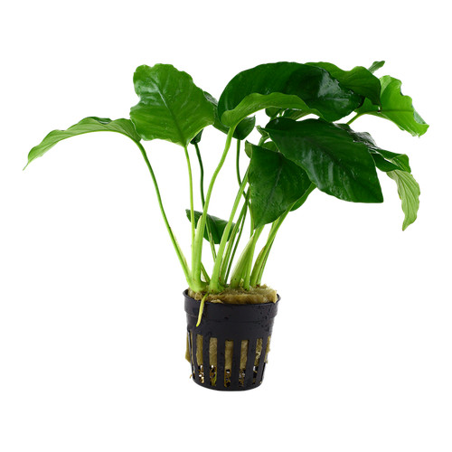 Anubias barteri var - anubias, var.
