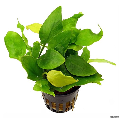 Anubias barteri var nana - anubias,