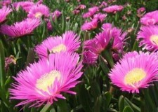 Carpobrotus edulis, Fico di