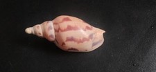 Conchiglia Shell Voluta