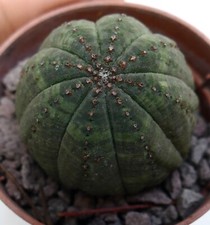 Euphorbia obesa (verde scuro) SELEZIONATA AW5 no crested piscidermis