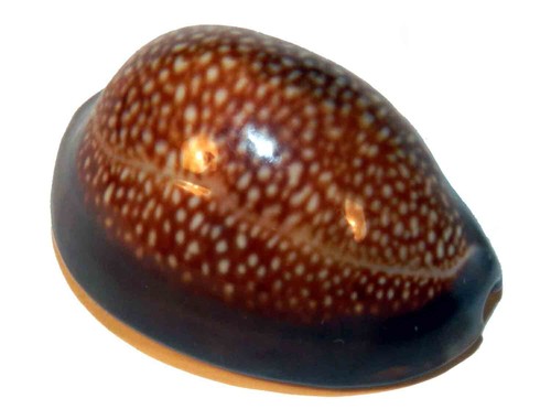 Cypraea caputdraconis 27 - caputdraconis,