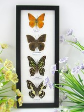 4 farfalle vere imbottite