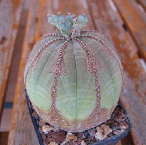 Euphorbia obesa diametro - obesa,,
