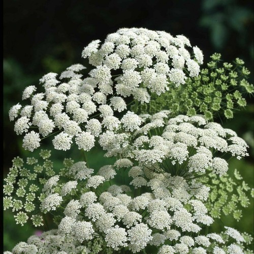 Bishop weed pizzo della - bishop's,