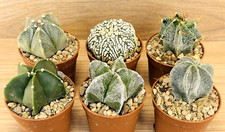 MIX Astrophytum ,  pot 6,5 cm