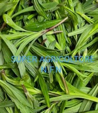 1000 Semi Stridolo Silene