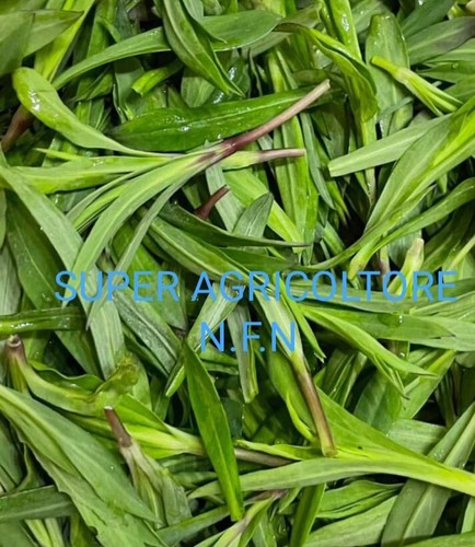 1000 semi stridolo silene - 1000,