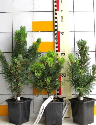 Pinus uncinata litomysl bu - uncinata,