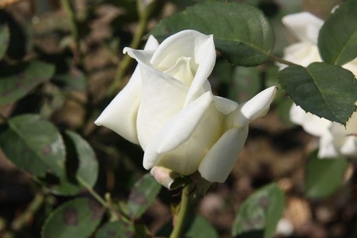 Semi rosa stella - polare,