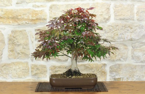 Bonsai acero palmato - bonsai,