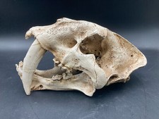Teschio di tigre finto dente