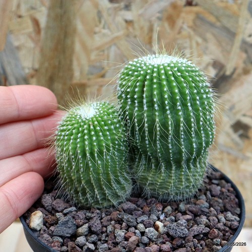 Notocactus leninghausii