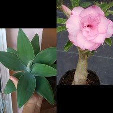 Agave Attenuata Y Rosa Del