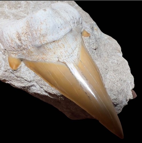Fossile dente squalo - di,