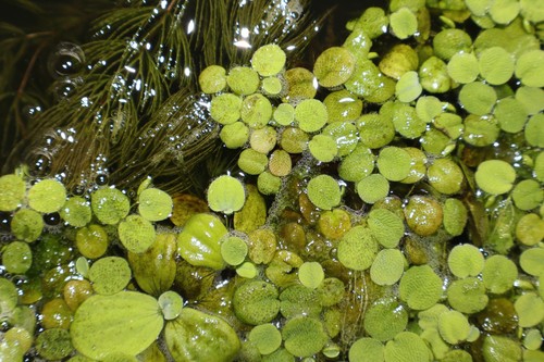 Salvinia natans pianta - natans,