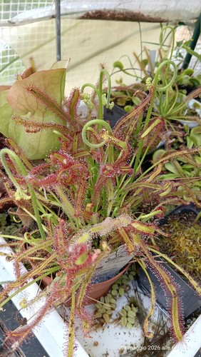 Pianta carnivora drosera - pianta,
