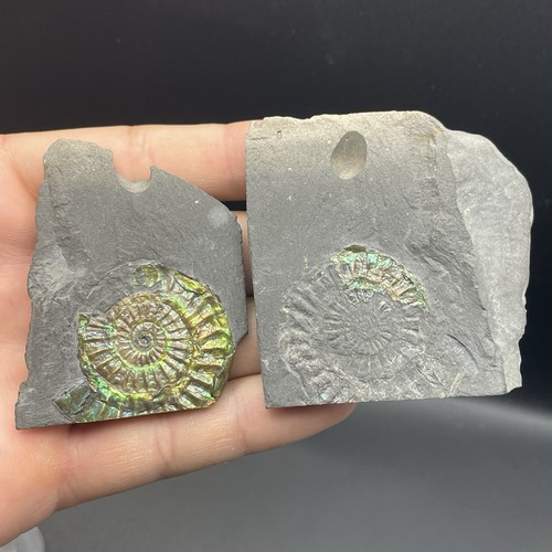 Ammonite fossile somerset - ammonite,