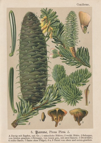 Abete bianco - bianco, (abies