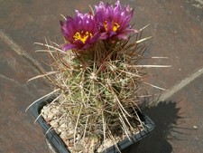 Sclerocactus parviflorus ssp