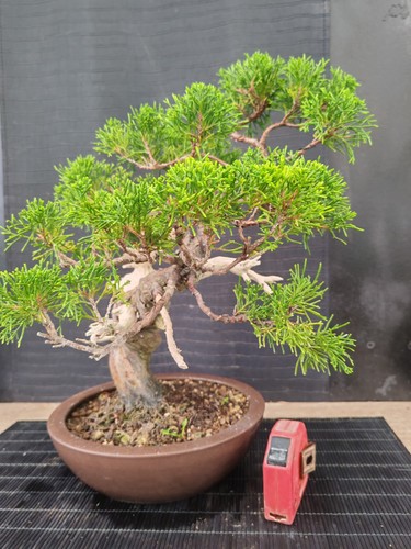 Bonsai ginepro itoigawa cm - itoigawa,