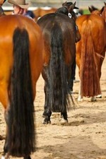 Nuova estensione KATHYS TAIL 1