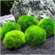 Marimo (2-3 Cm) - Alga Palla