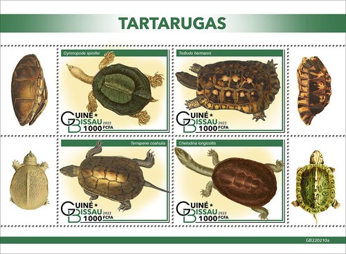 Tartarughe