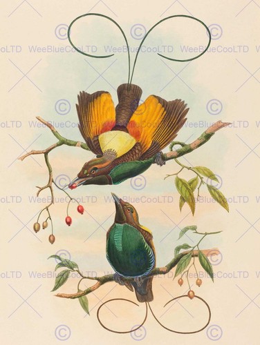 85374 john gould british - john,