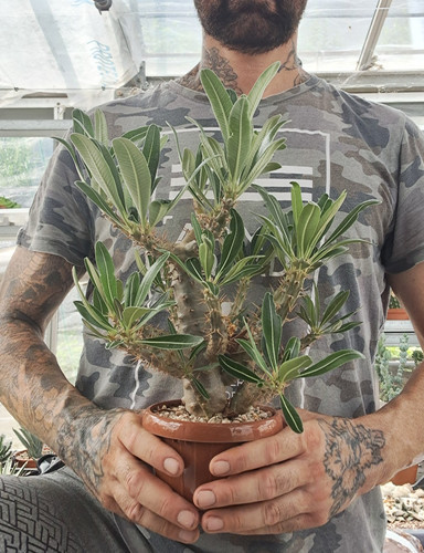 Pachypodium rosulatum