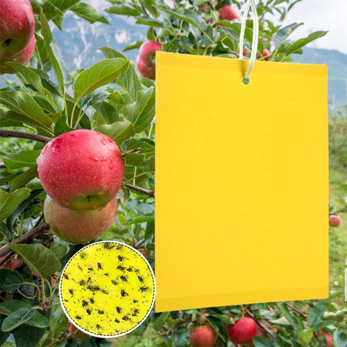 Pezzi trappole appiccicose - 50,