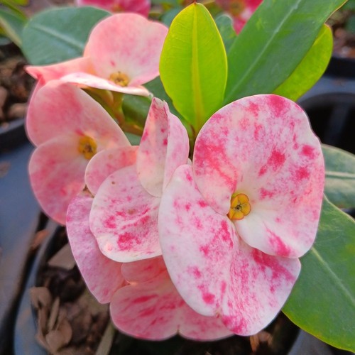 Pianta ibrida euphorbia - pianta,