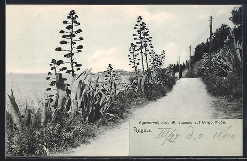 Ragusa sentiero dell agave - ragusa,, dell'agave