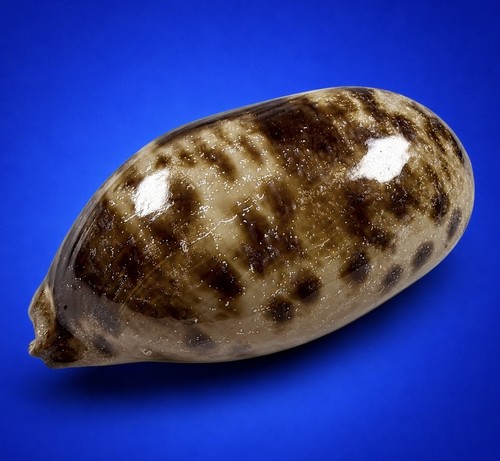 Cypraea testudinaria gigante