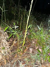 Rizomi di bambù Phyllostachys
