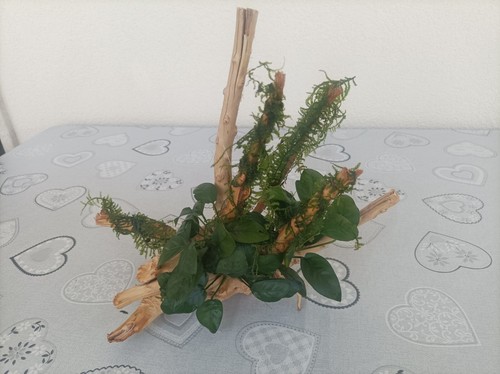 Tronchi con anubias muschio - anubias,
