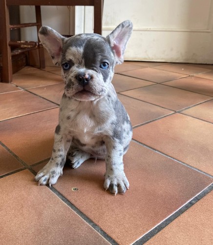 Bulldog francese cuccioli - francese,