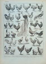 Stampa antica GALLI E GALLINE DI TUTTE LE RAZZE 1910 Antique print