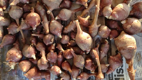 Tuberi carciofo gerusalemme - tuberi,