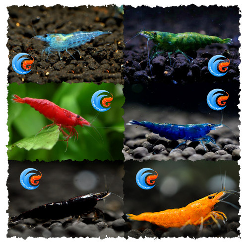 Neocaridine caridina caridine - neocaridine,