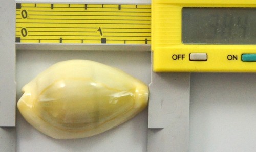 Cypraea moneta icterina - cypraea,