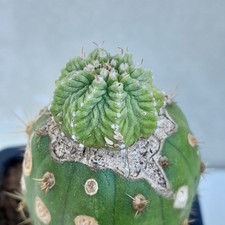Aztekium Ritteri Grafted Cactus
