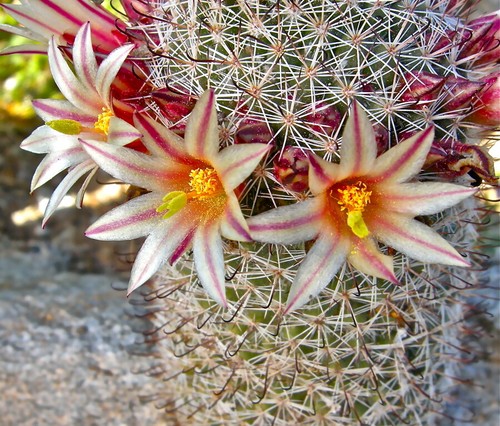 Mammillaria dioica - ,