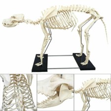 Modello educativo in PVC