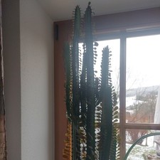 Cactus colonna euphorbia - cactus,