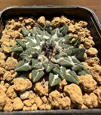 Ariocarpus kotschoubeyanus v
