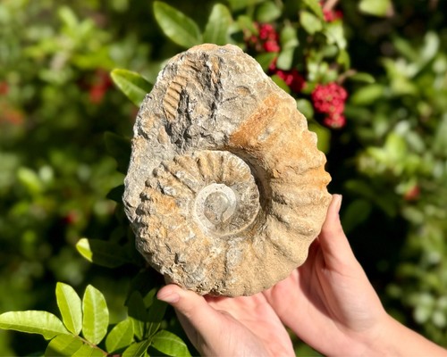 Fossili ammonite naturale - fossili,