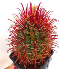 Ferocactus gracilis seeds - gracilis,
