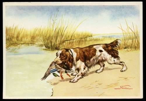 Spaniel cocker springer field - spaniel,