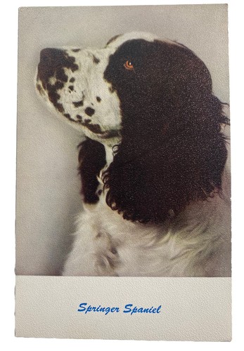 Simpatico cane cucciolo - simpatico,